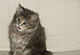 Cara: blue torbie classic Katze