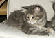 Cara: blue torbie classic Katze