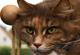 Cara mit 3 1/2 Jahren