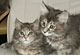 Chiara: blue torbie classic Katze
