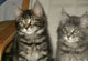 Charlie Brown: brown tabby classic Kater