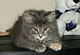 Cheyenne: blue torbie classic Katze