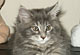 Cheyenne: blue torbie classic Katze