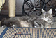 Cheyenne mit 2 1/2 Jahren