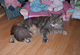 Cheyenne mit 4 Jahren