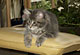 Collin: blue tabby classic Kater