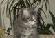 Eastwood: blue tabby classic Kater