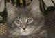 Einstein: blue tabby classic Kater
