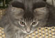Einstein: blue tabby classic Kater