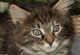 Elaine: brown torbie classic Katze