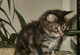 Elaine: brown torbie classic Katze