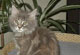 Elly Mae: blue torbie classic Katze