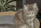 Elly Mae: blue torbie classic Katze