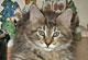 Escada: brown torbie classic Katze