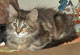 Escada: brown torbie classic Katze