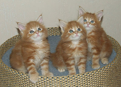 Der G-Wurf mit 7 Wochen