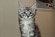 Hailey: black silver tabby/white Kater 