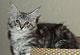 Hailey: black silver tabby/white Kater 