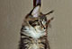 Harmony: black tabby/white Katze 