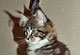 Harmony: black tabby/white Katze 