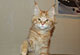 Heathcliff: red mackerel tabby Kater
