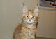 Heathcliff: red mackerel tabby Kater