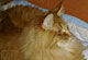 Heathcliff mit 1 1/2 Jahren