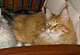 Heathcliff mit einem Jahr