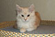 Higgins: red silver classic Kater 
