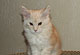 Higgins: red silver classic Kater 