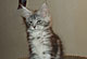 Holly: black silver tabby Katze