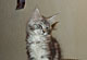 Holly: black silver tabby Katze