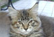 Jamie Lee: black torbie mackerel Katze
