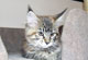 Jamie Lee: black torbie mackerel Katze