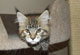 Jamie Lee: black torbie mackerel Katze