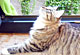 Josephine mit 11 Monaten