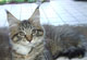 Josephine: black tabby mackerel/white Katze