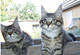 Josephine: black tabby mackerel/white Katze