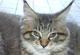 Josephine: black tabby mackerel/white Katze