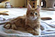 K. C.: red tabby classic Kater