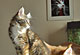 Kassiopaia: black torbie classic/white Katze