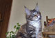 Kassiopaia: black torbie classic/white Katze