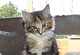 Kerry Sue: black torbie classic/white Katze