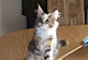 Kerry Sue: black torbie classic/white Katze