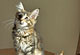Kiki Dee: black torbie classic Katze