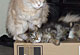 Kiki Dee: black torbie classic Katze