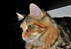 Kimba mit 10 Monaten