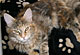 Kimba mit 10 Monaten