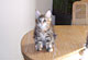 Kimba: black torbie classic Katze