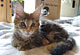 Kimba: black torbie classic Katze